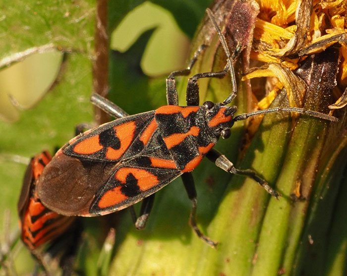 Knappe, Spilostethus saxatilis